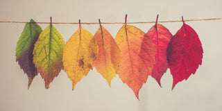September and The Quiet Shift of Seasons