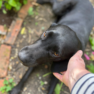 From Cutting Table to Garden Gate – What I’ve Been Up To This Month