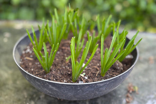 How Gardening Teaches us to Learn (and Grow)